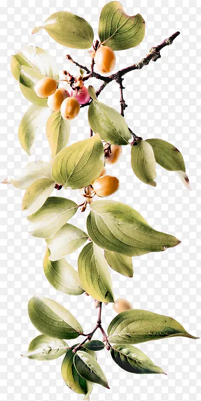 ��ɫ��Լ��֦��ʵװ��ͼ��-������