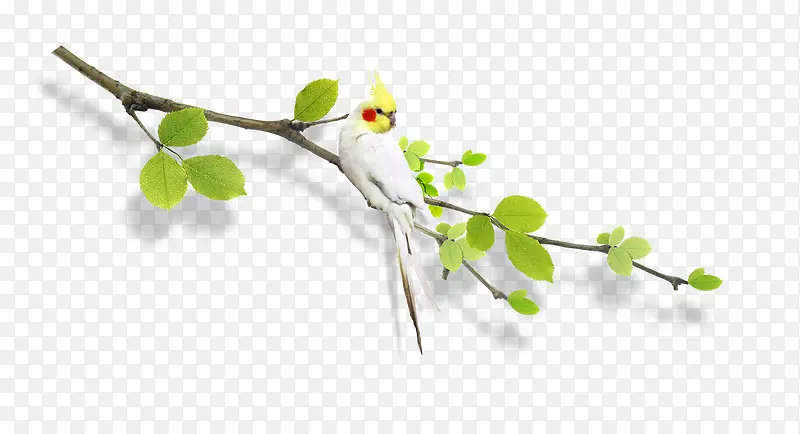 ��֦�ϵ���-������