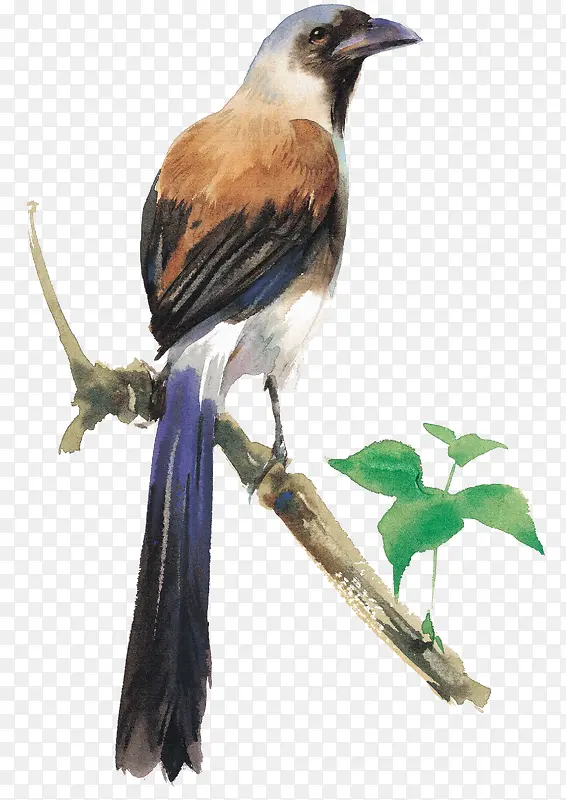 ֦ͷ��-������