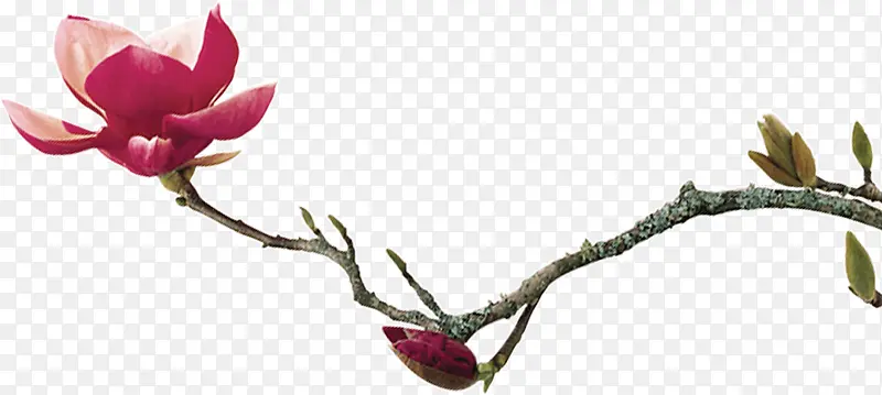 ��ɫС��-������