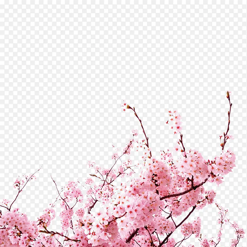 ��ɫ��֦-������