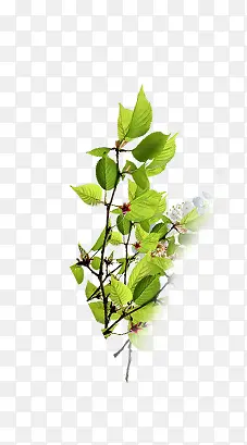 ��֦С���¿ɰ�װ��-������