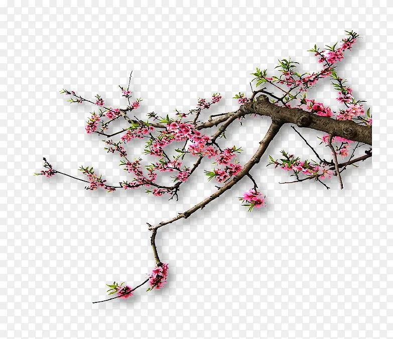 ��ɫ��-������