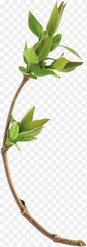 ��֦��Ҷ-������