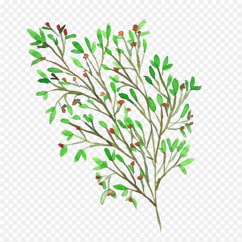 ˮ����֦-������