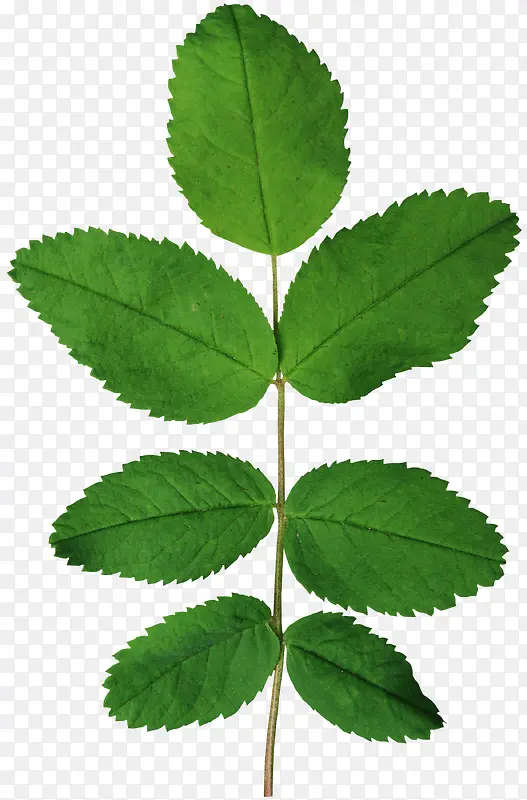 ��ɫ��֦��Ҷ-������