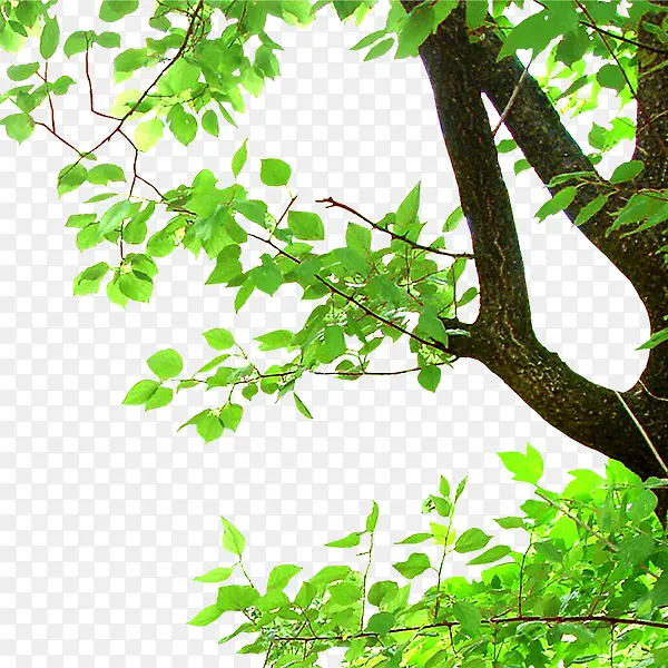 ��֦-������