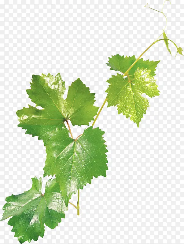 ��ɫ֦Ҷ-������