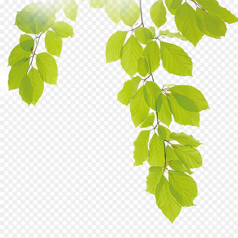 ��Ҷ-������