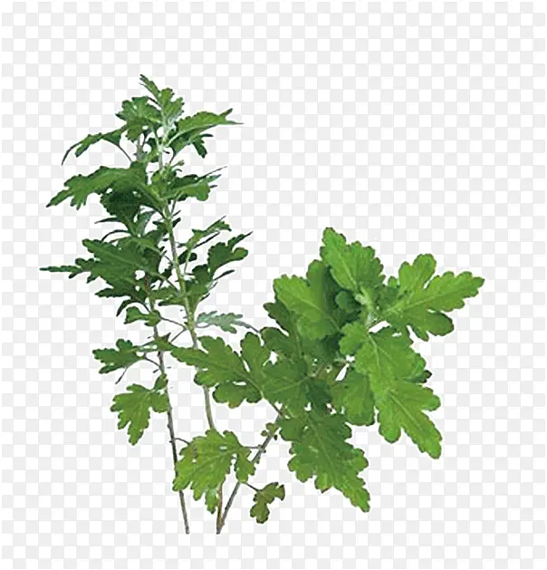 ��ɫС��֦-������