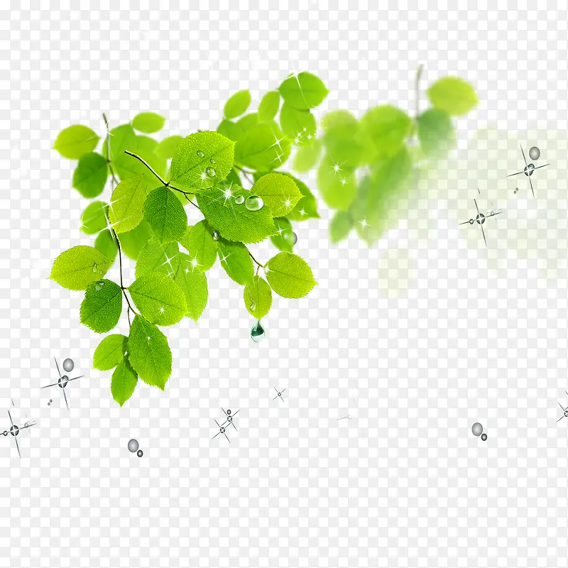 ��ɫ֦Ҷ-������