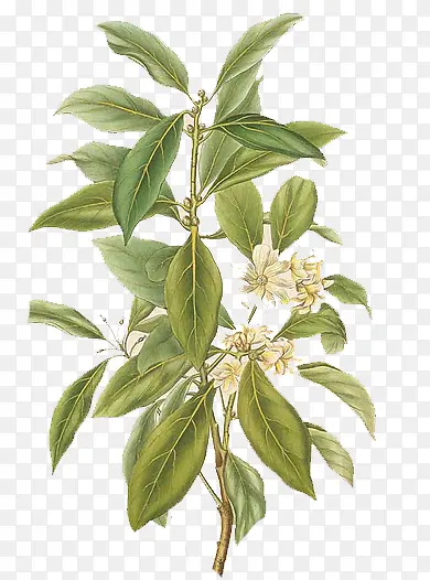 �ֻ���֦-������