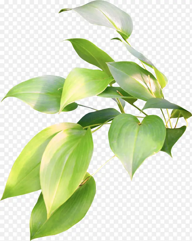 ��ɫ֦Ҷ-������