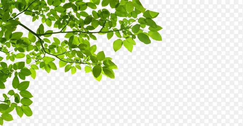 ��Ҷ��֦-������