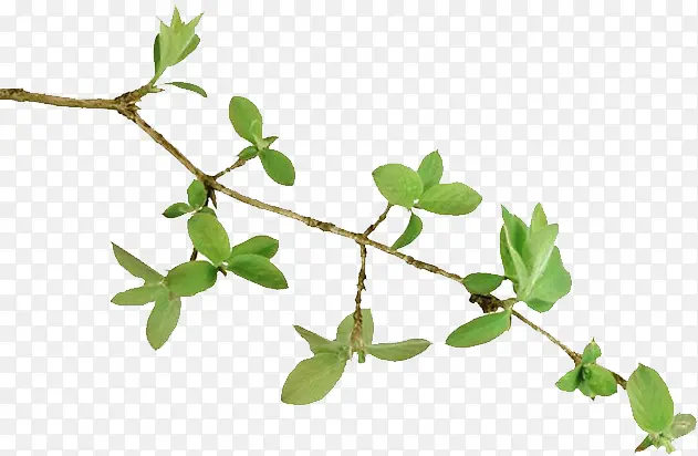 ��ɫ����Ҷ-������