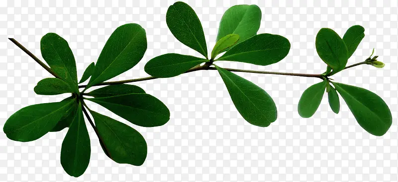 ��ɫ֦Ҷ-������