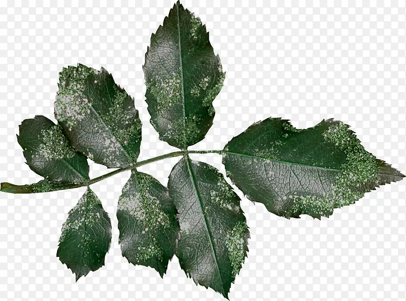 ��ɫ֦Ҷ-������