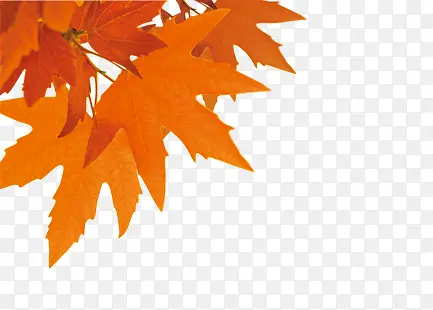 ��Ҷ-������