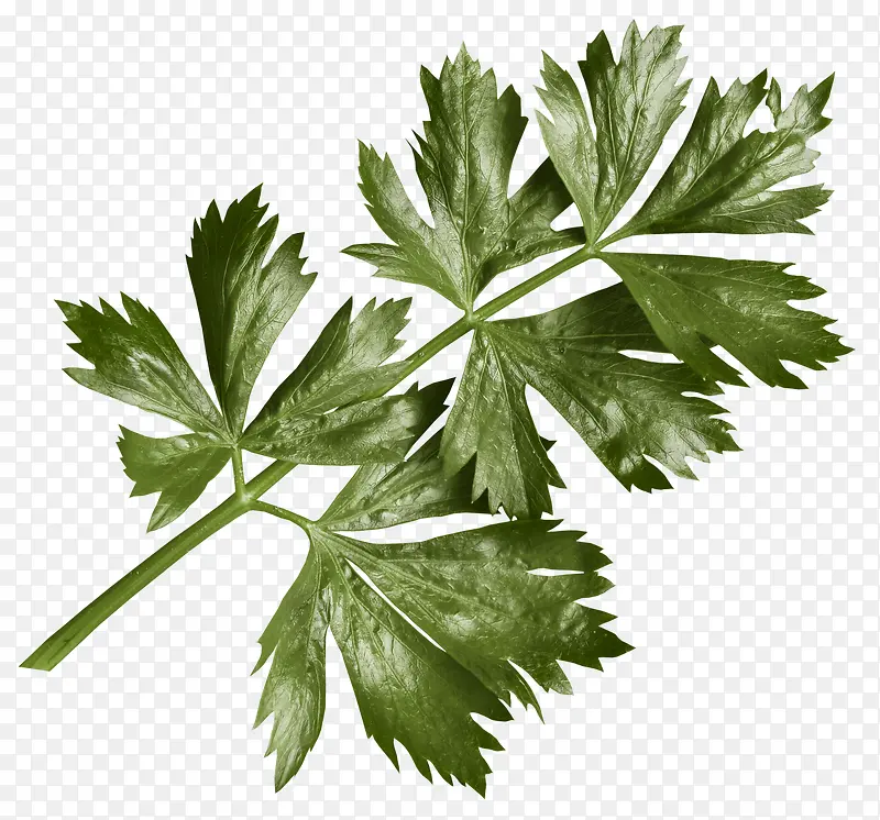 ��ɫ֦Ҷ-������