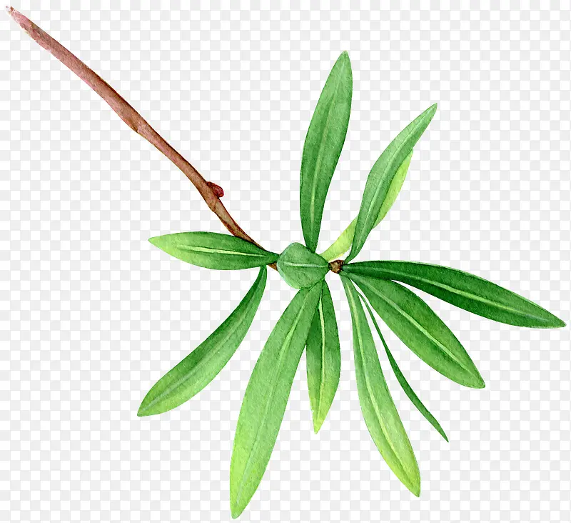 �ֻ���֦-������