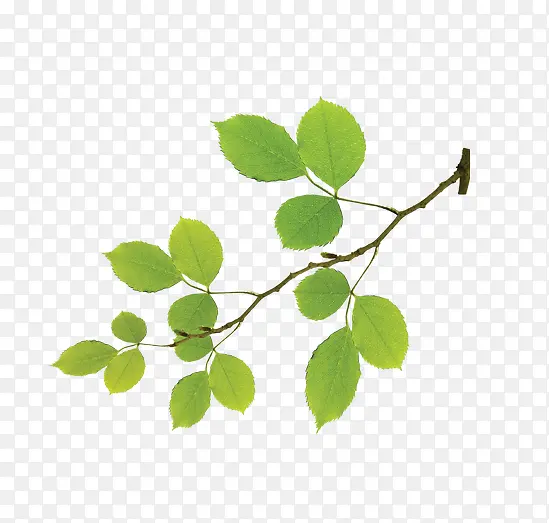 ��֦-������