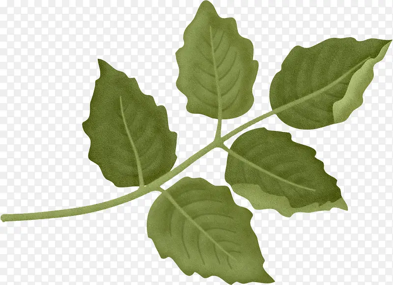 ��ɫ֦Ҷ-������