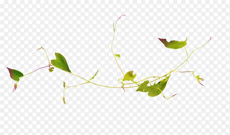 Ư��֦Ҷ-������