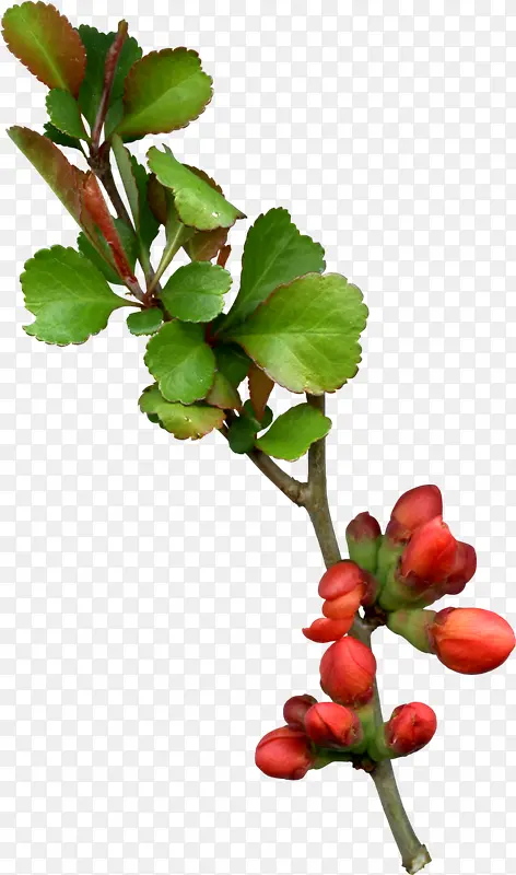 ���Ƕ���Ҷ��֦-������