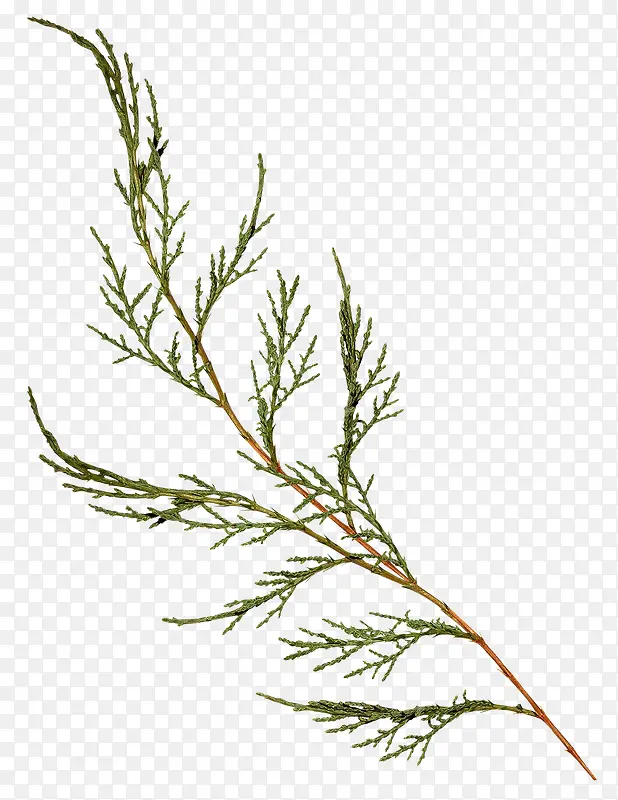 ֦Ҷ-������