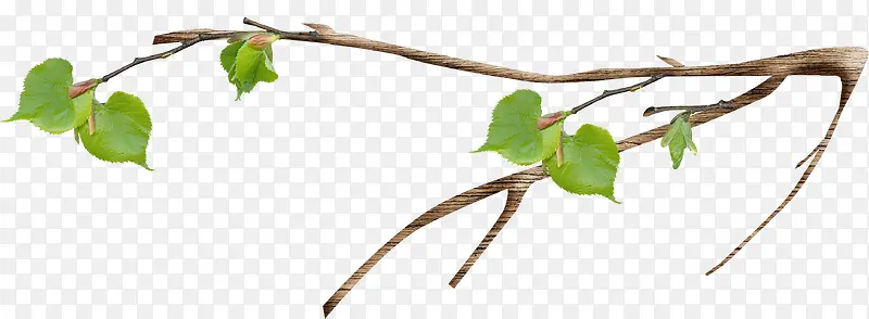 ��Ҷ��֦-������