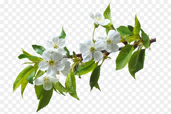 ��֦��Ҷ���ͼ-������