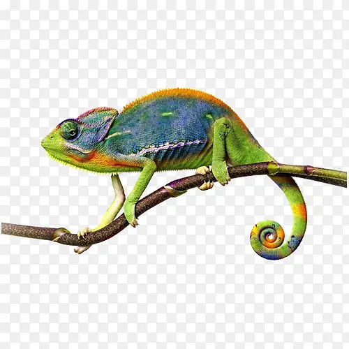 ��ɫ����-������