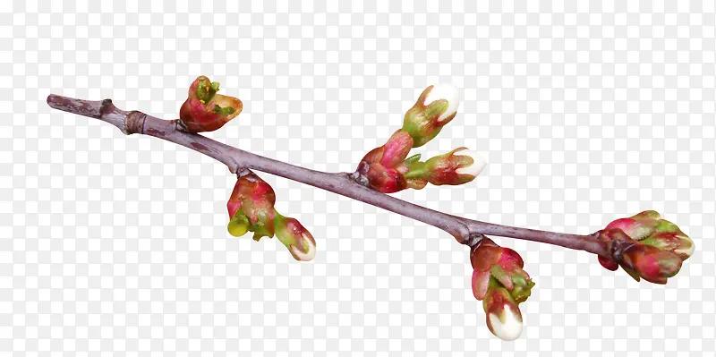 ��ɫ��֦-������