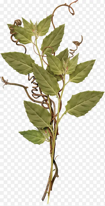 ��֦װ��ͼ-������