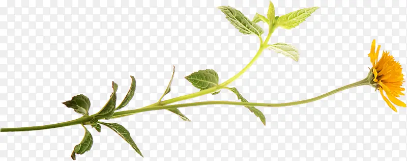 һֻС��-������