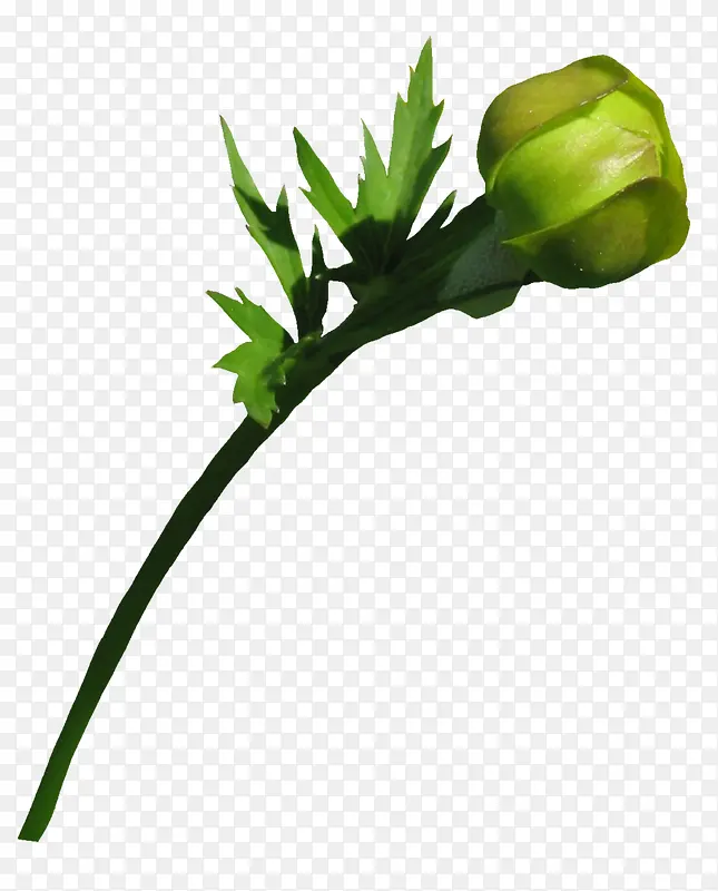 ��֦-������