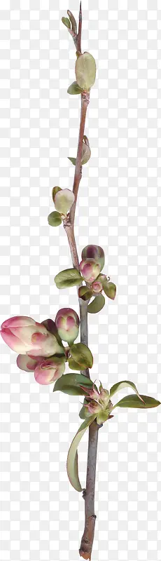 Ư����֦-������