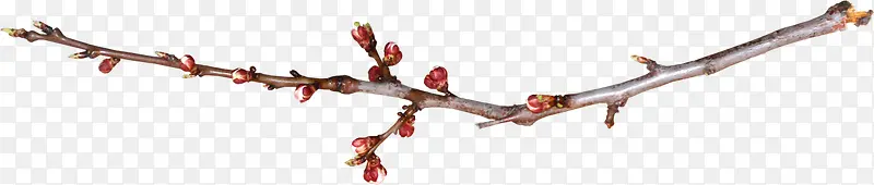 ��֦ʵ��ͼ-������