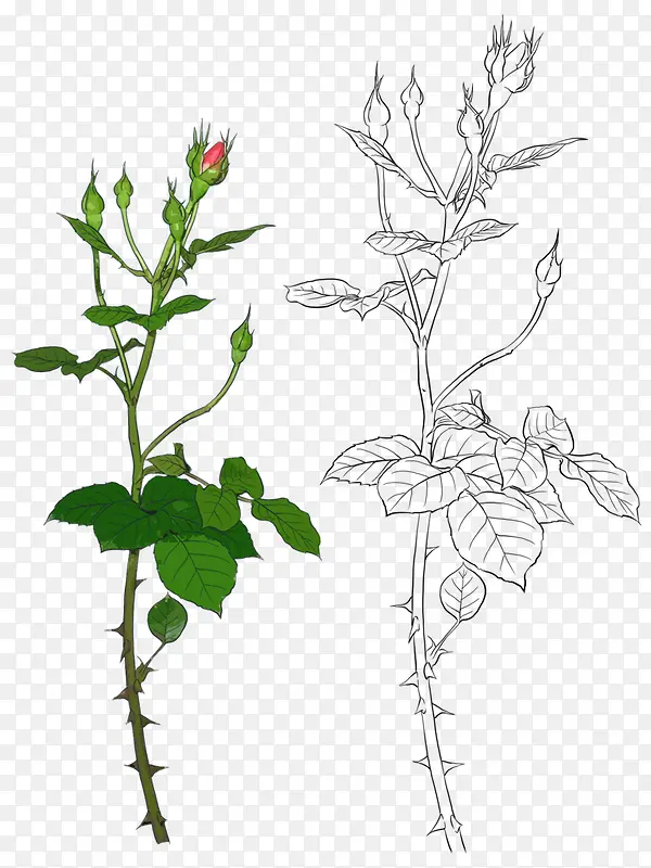 �ֻ���֦-������