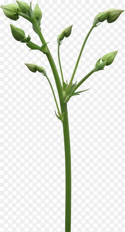 ��ɫ��֦-������