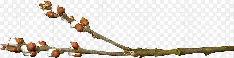 ��֦����-������