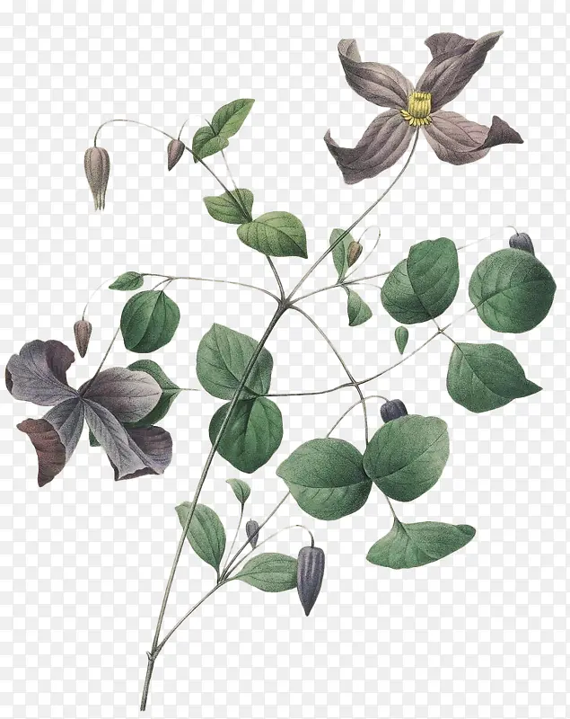 ��ɫ��-������