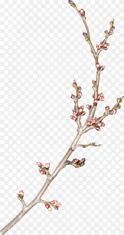 Ư����֦-������