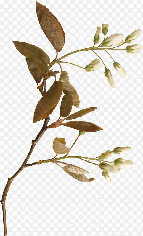 ��֦-������