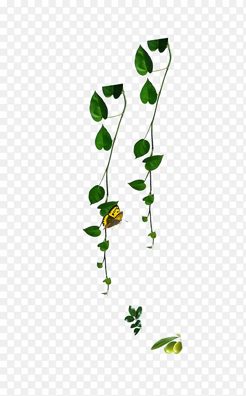 ������Ҷ����-������