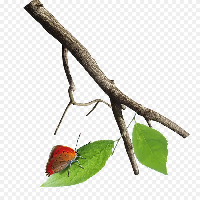 ��֦-������