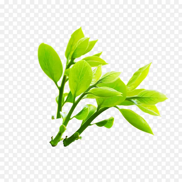 ��֦-������