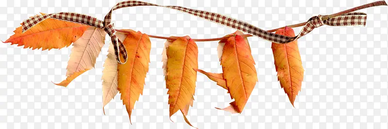 ����֦Ҷ-������