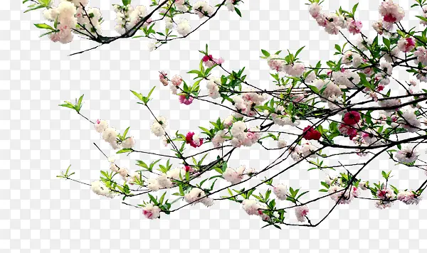 ��֦-������