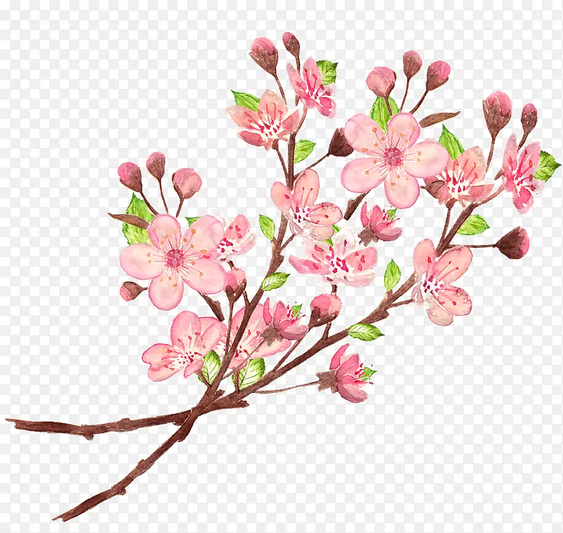 ��ɫ��֦-������